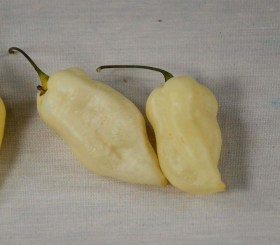 Bhut Jolokia White chili - Csípős paprika ritkaságok az Egzotikus Növények Stúdiója kínálatában